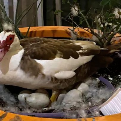 Pato morre atropelado por carro autônomo nos EUA, caso gera revolta