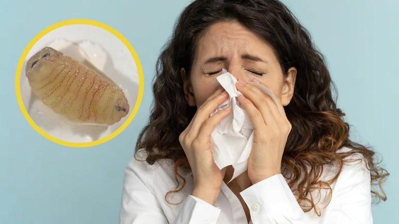 Parasita de ovelhas infectou mulher na Grécia. (Foto: Dimaberlinphotos via Canva e Ilias P. Kioulos et al.)