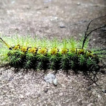 Lagartas perigosas: por que alguns pelos podem causar reação