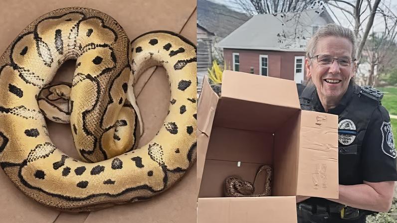 Motorista de aplicativo encontra cobra deixada por passageiros no banco traseiro