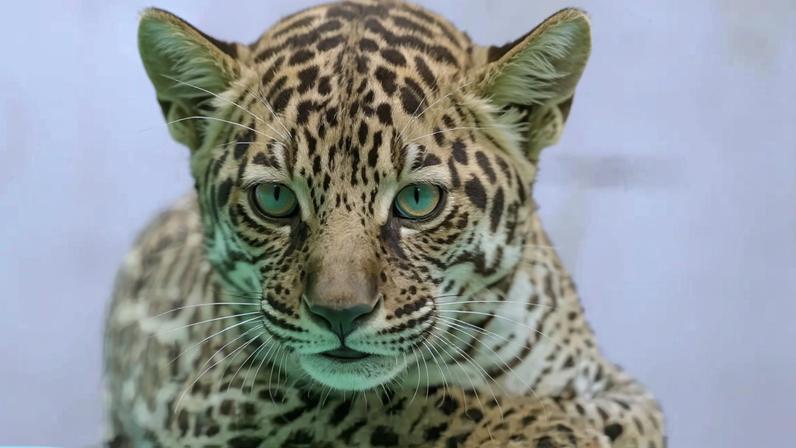 A oncinha macho Xingu, filho de Marília e Zezé