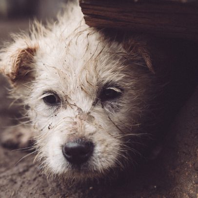 Divulgar o rosto do agressor de animais pode aumentar a crueldade