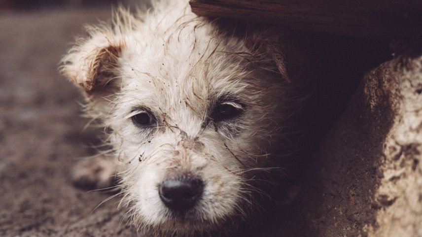 Casos estarrecedores envolvendo violência contra animais repercutiram no noticiário brasileiro