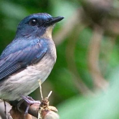 Cinco aves consideradas desaparecidas são redescobertas em 2025