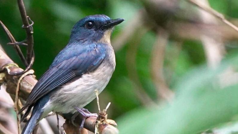 Cinco aves consideradas desaparecidas são redescobertas em 2025