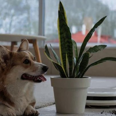 Itens comuns da casa escondem riscos sérios para cães e gatos