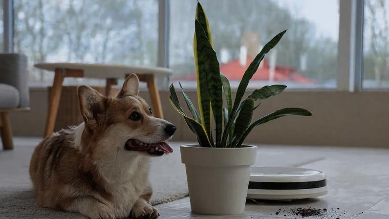 Plantas comuns podem intoxicar cães e gatos. (Foto: Pixelshot via Canva)