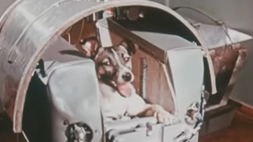 Laika vivia nas ruas de Moscou antes de ser selecionada para missão espacial