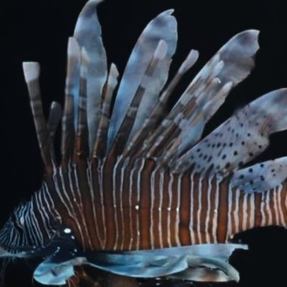 Ibama alerta sobre peixe-leão e invasoras no litoral brasileiro