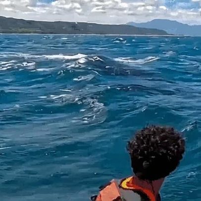 Surfista é surpreendido por baleia em vídeo durante o surfe