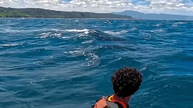Surfista revelou que é acostumado a avistar baleias enquanto está no mar