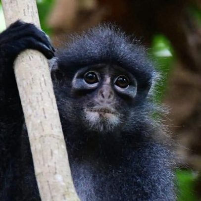 População do langur-de-faixas de Raffles em Cingapura dobra