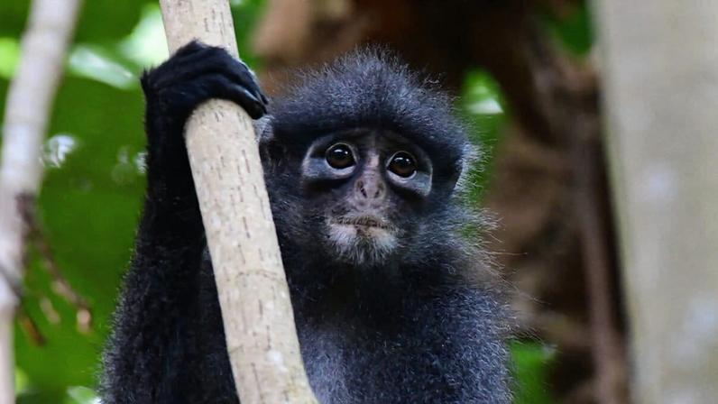 Raffles’ banded langur, courtesy of Andie Ang.