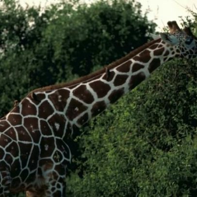 Conflito entre girafas e humanos é tema de estudo no Quênia