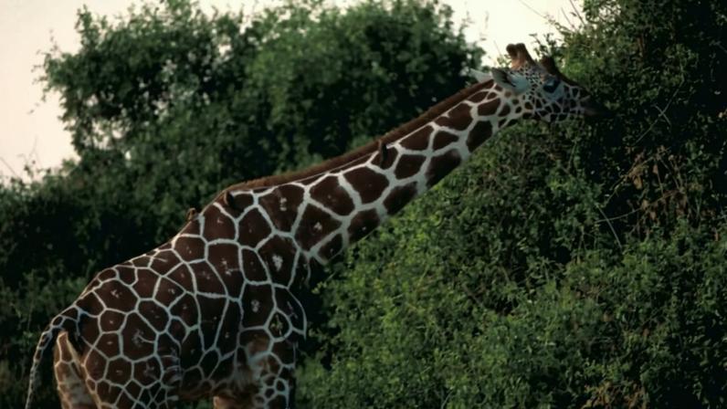 Conflito entre girafas e humanos é tema de estudo no Quênia