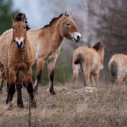 Renaturalização em Chernobyl evidencia resiliência da natureza