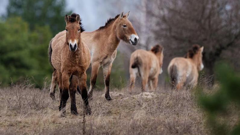 Vida selvagem volta a ocupar zona de exclusão de Chernobyl, na Ucrânia, local do maior desastre nuclear da história, mas guerra na Ucrânia representa novas ameaças
