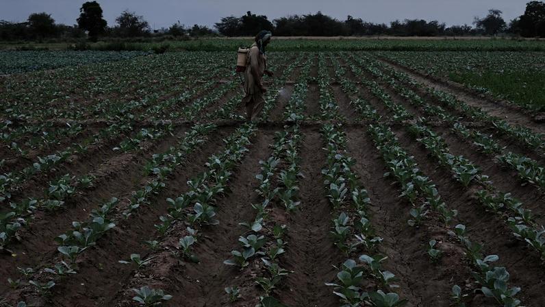 Em economias em que a agricultura representa entre um quarto e um terço do PIB, qualquer redução na aplicação de nutrientes provoca reflexo direto na atividade econômica