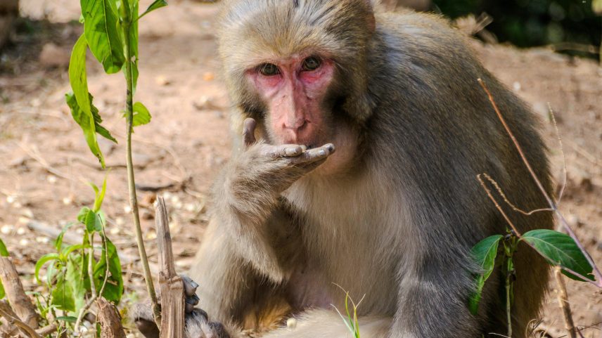 Terra é rica em bactérias benéficas e pode aliviar os sintomas de náuseas