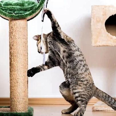 Quatro formas de enriquecer a casa do seu pet