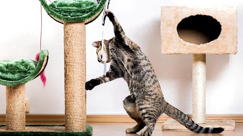 Quatro formas de enriquecer a casa do seu pet