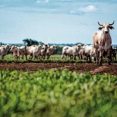 Calor extremo ameaça agro global e pode custar US$ 40 bilhões à pecuária