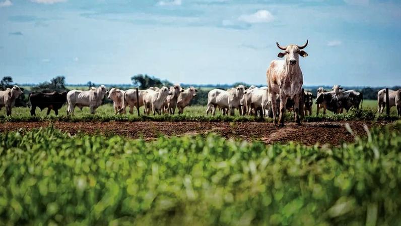 Sob calor extremo, a pecuária entra na linha de frente dos impactos da crise climática (Marcelo Coelho/Divulgação)