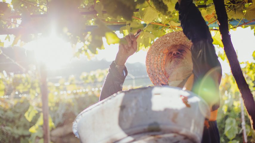 Condições climáticas ideais marcam safra de alto desempenho na vitivinicultura gaúcha