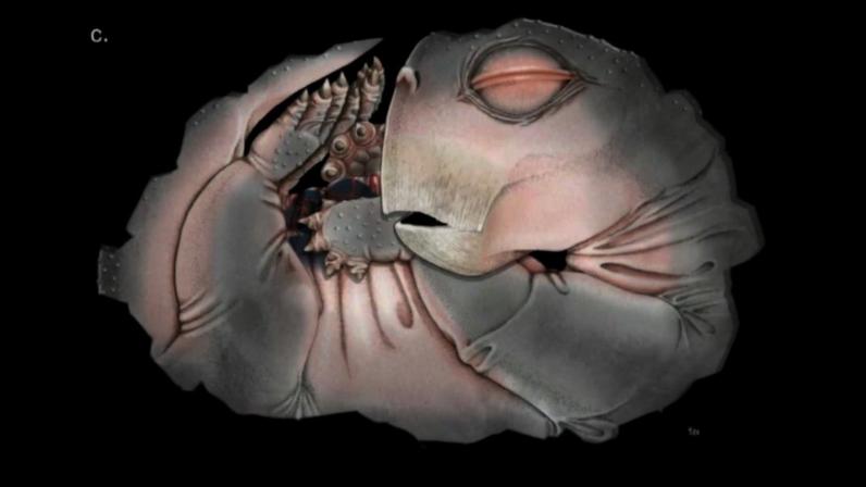 Espécime NMQR 3636 com reconstrução 3D e ilustração destacando ossos por cores distintas (Imagem: Benoit J, Fernandez V, Botha J (2026). PLoS One)