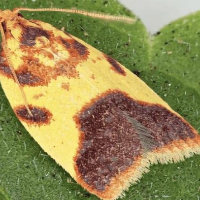 Pesquisadores descobrem 10 novas espécies de mariposas e 7 gêneros no Havaí