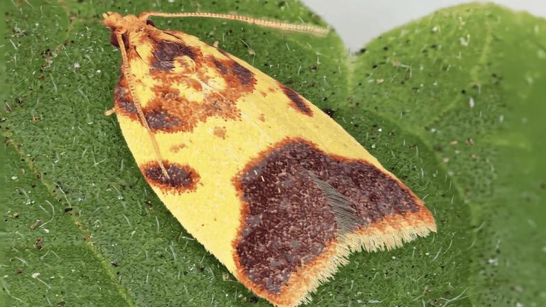 Researchers in Hawai’i have described 10 new species and seven new genera of moths, highlighting how much remains unknown about the Pacific archipelago’s biodiversity.