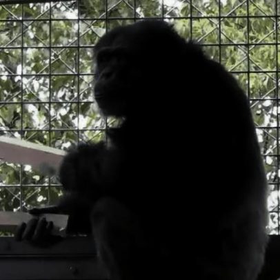 Percussão rítmica de chimpanzé com tábuas sugere origem de instrumentos