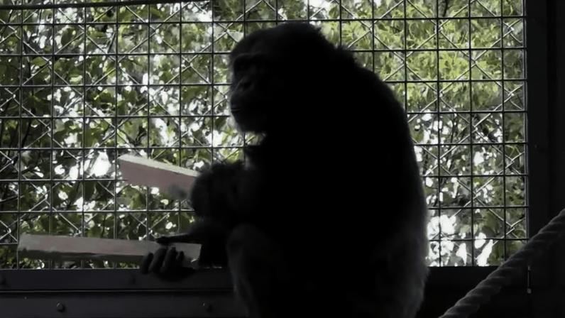 Percussão rítmica de chimpanzé com tábuas sugere origem de instrumentos