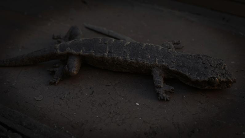 Nova lagartixa criptica encontrada em florestas cársticas ameaçadas do Vietnã