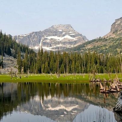 Planta invasora provoca mudanças ecológicas na Selway–Bitterroot Wilderness