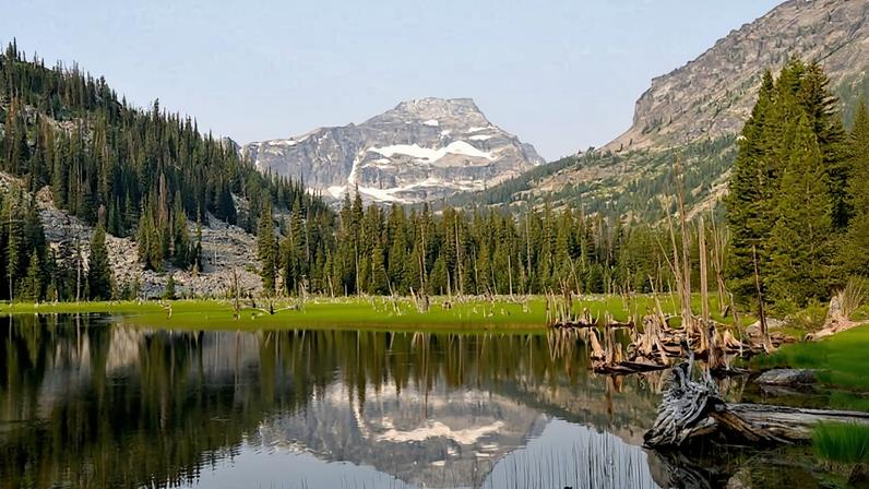Planta invasora provoca mudanças ecológicas na Selway–Bitterroot Wilderness