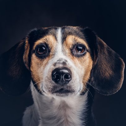 Crueldade contra animais não é entretenimento
