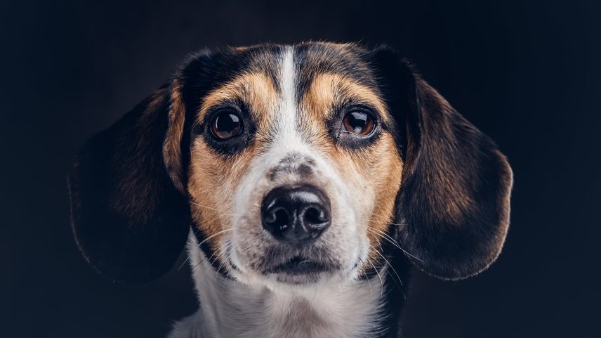 Como a internet amplifica a violência contra os animais e a luta por mudanças urgentes