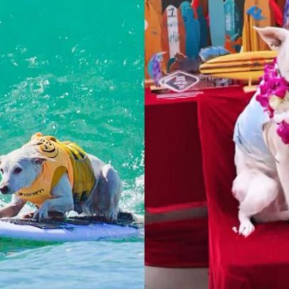 Morre Sugar, cadela surfista e cinco vezes campeã mundial