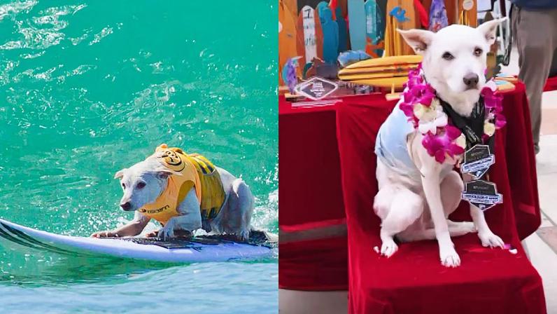 Morre Sugar, cadela surfista e cinco vezes campeã mundial