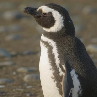 Pinguins da Patagônia revelam poluição invisível no ambiente