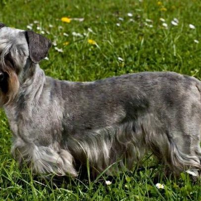 Cesky terrier mostra as características da raça