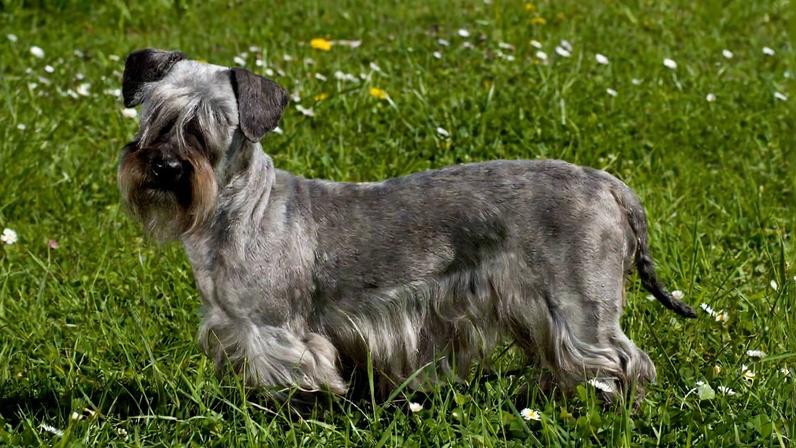 Cesky terrier: conheça as características dessa raça de cachorro