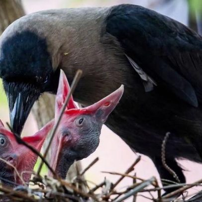 Pássaros que cuidam demais dos filhotes vivem menos, aponta estudo