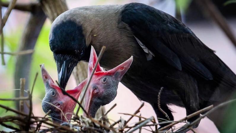 Pássaros que cuidam demais dos filhotes vivem menos, aponta estudo