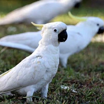 Cacatua: 7 curiosidades sobre essa ave
