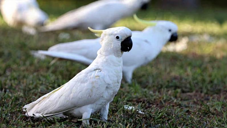 Cacatua: 7 curiosidades interessantes sobre essa ave