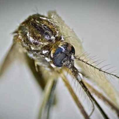 SP registra morte por febre amarela; veja quem deve se vacinar