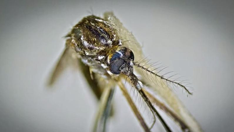 Vítima tinha 38 anos e não possuía histórico de imunização contra a doença