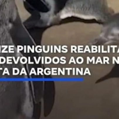 Quinze pinguins reabilitados são devolvidos ao mar na Argentina